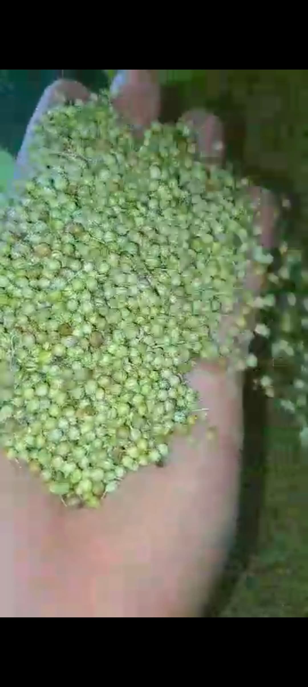 خرید بذرگشنیز تصمینی خوراکی خشک از مزارع نهاوند و کنگاور